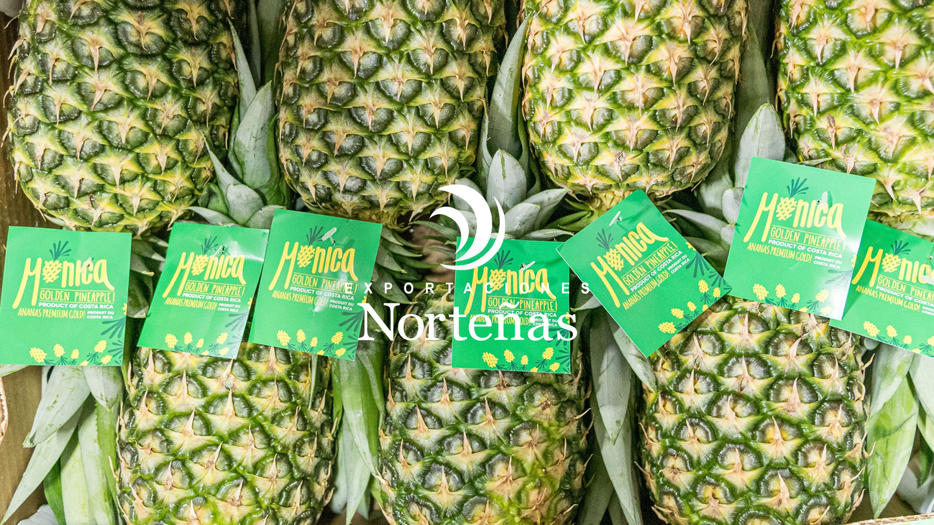 Piñas empacadas listas para exportación